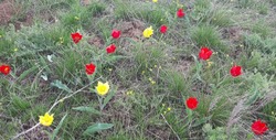 Почему не стоит срывать тюльпаны в Астраханской области