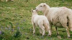 Астраханская область участвует во Всероссийской выставке племенных овец и коз