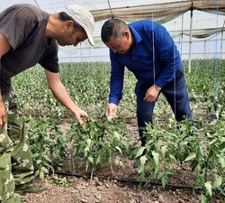Астраханец планирует осуществлять поставку овощей круглый год