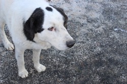 В Знаменске продолжается отлов беспризорных собак