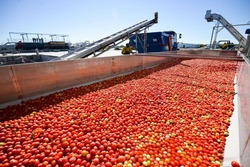 В Астраханской области соберут первый декабрьский урожай томатов