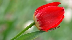 В Знаменске пройдет очередная акция «Тюльпан – цветок полигона»