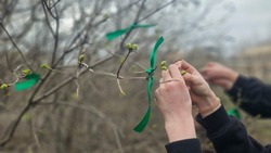 Знаменские подростки украсили деревья зелеными ленточками
