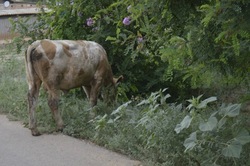 В Ахтубинском районе ловят безнадзорный скот 